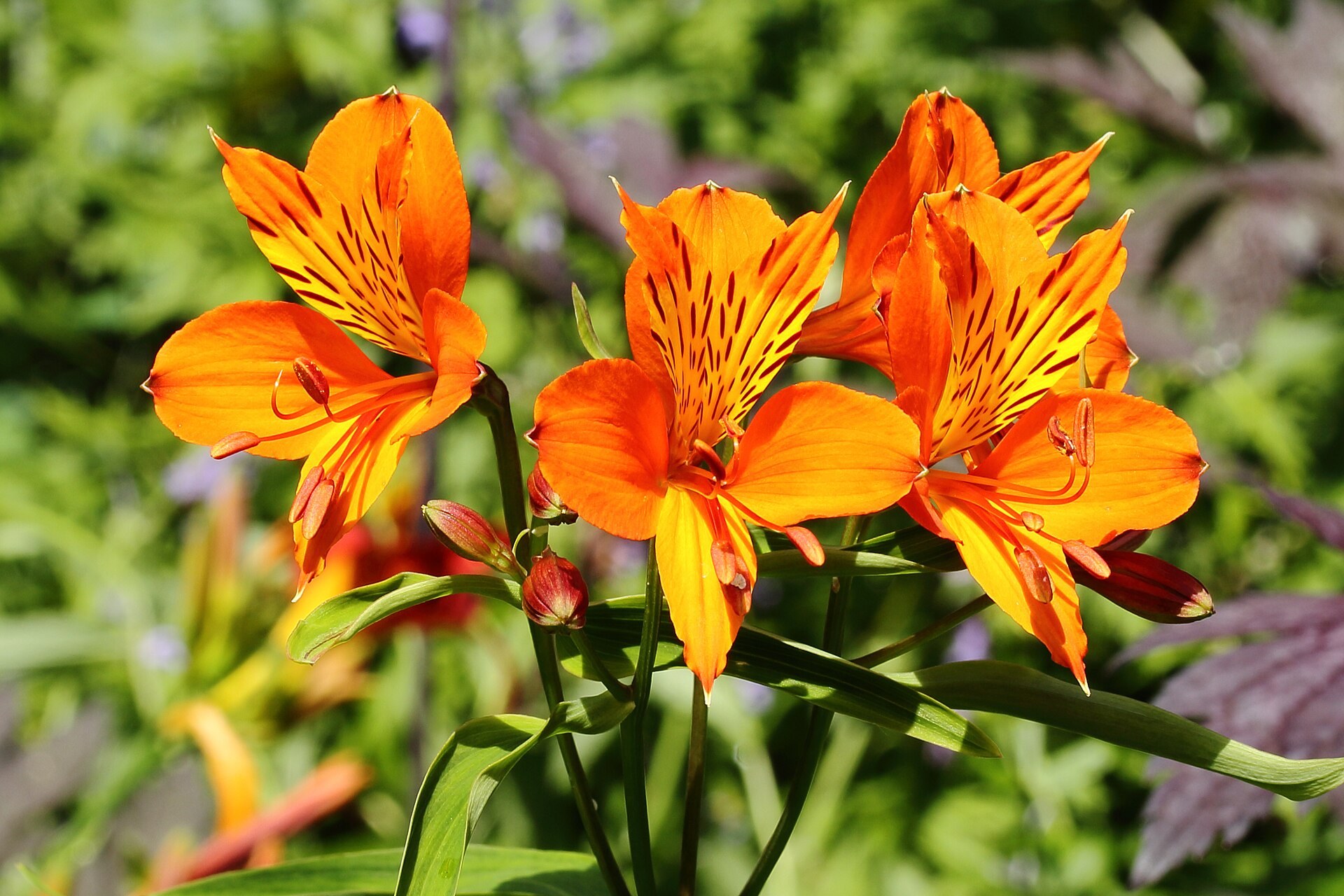 Alstroemères orange striées de brun, boutons fermés et feuillage au jardin.