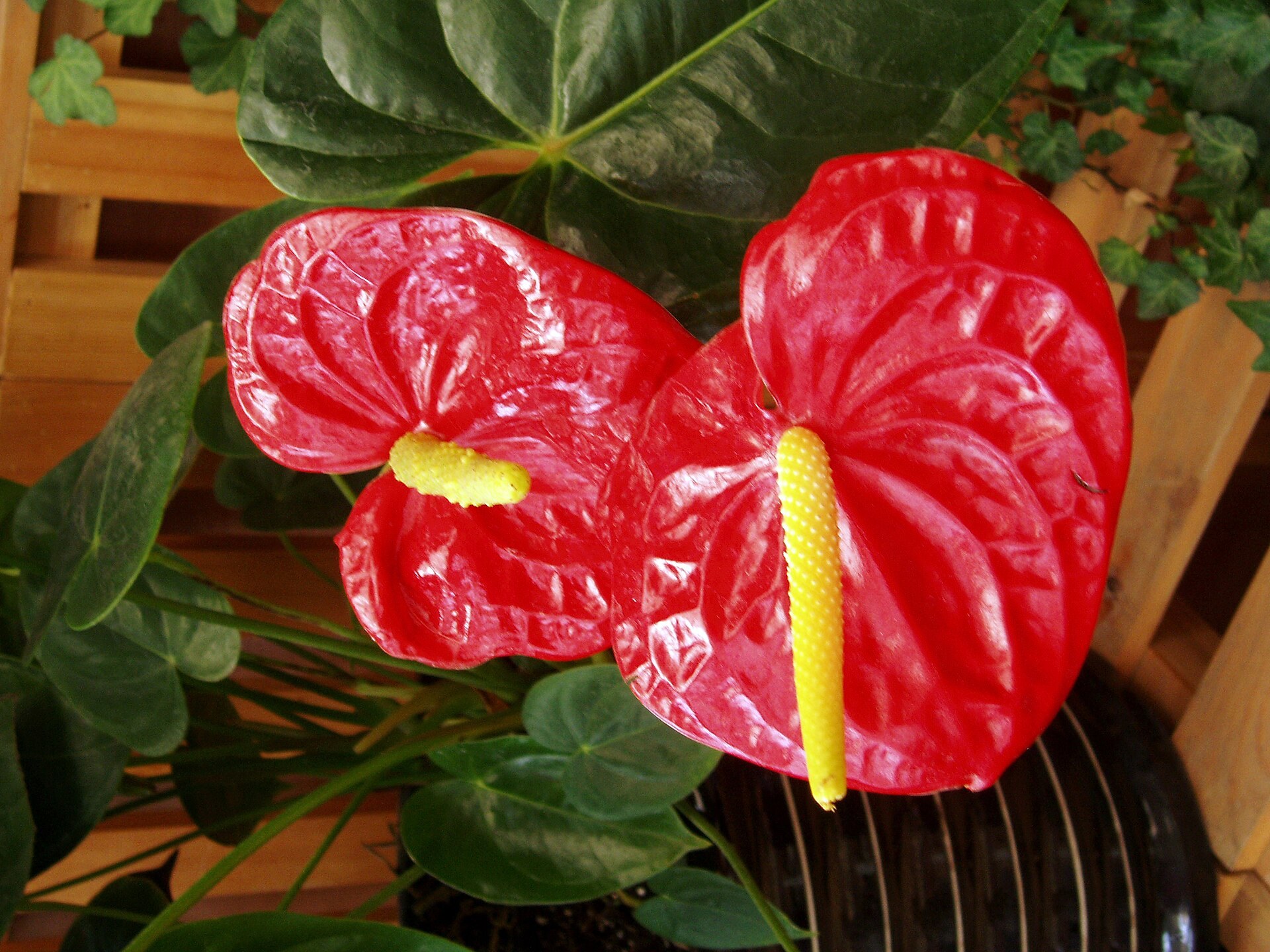 Deux spathes d’anthurium rouge laqué et spadices jaunes, feuillage luisant.