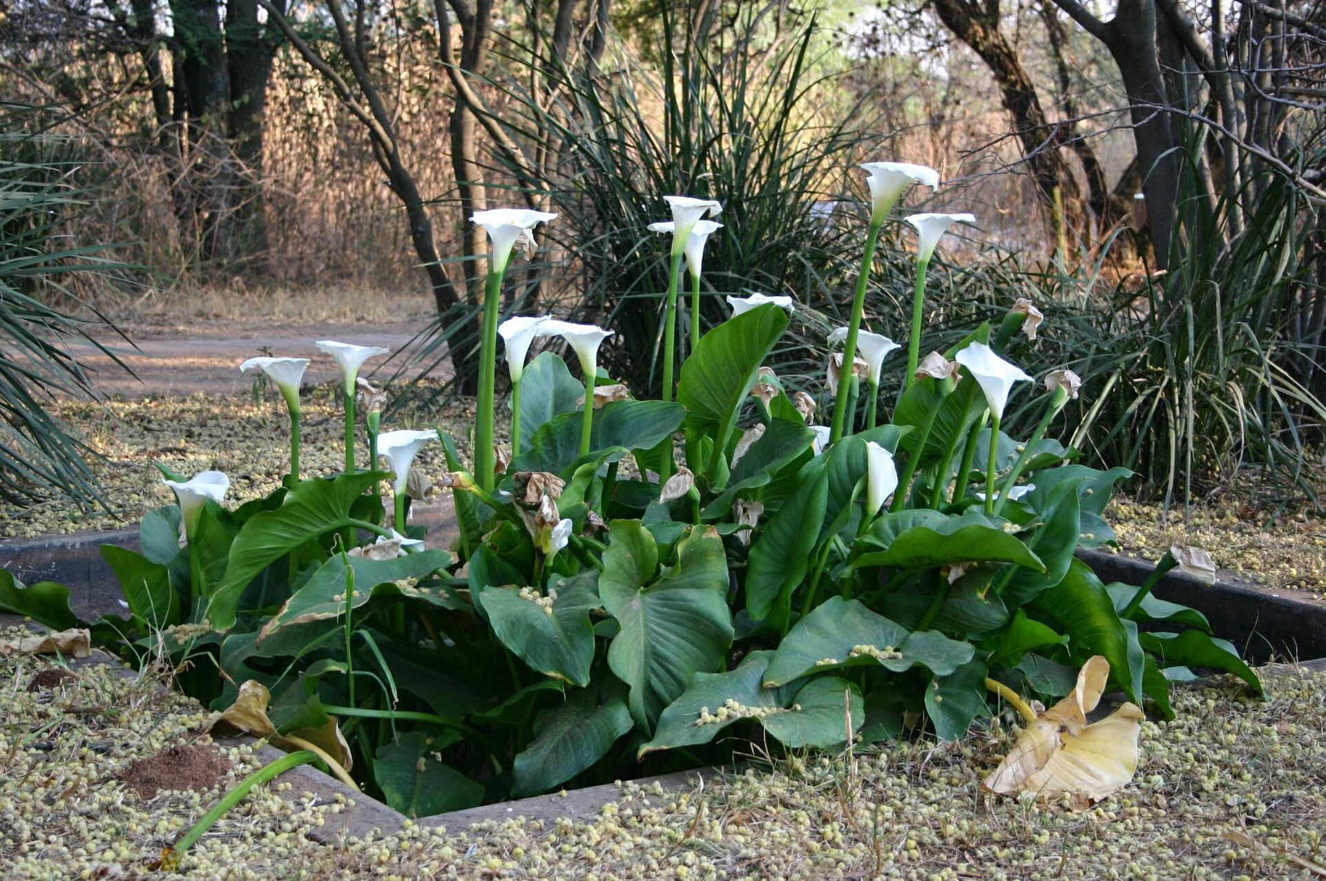 Touffe d’arums blancs à cornets dressés dans un massif, feuilles larges.