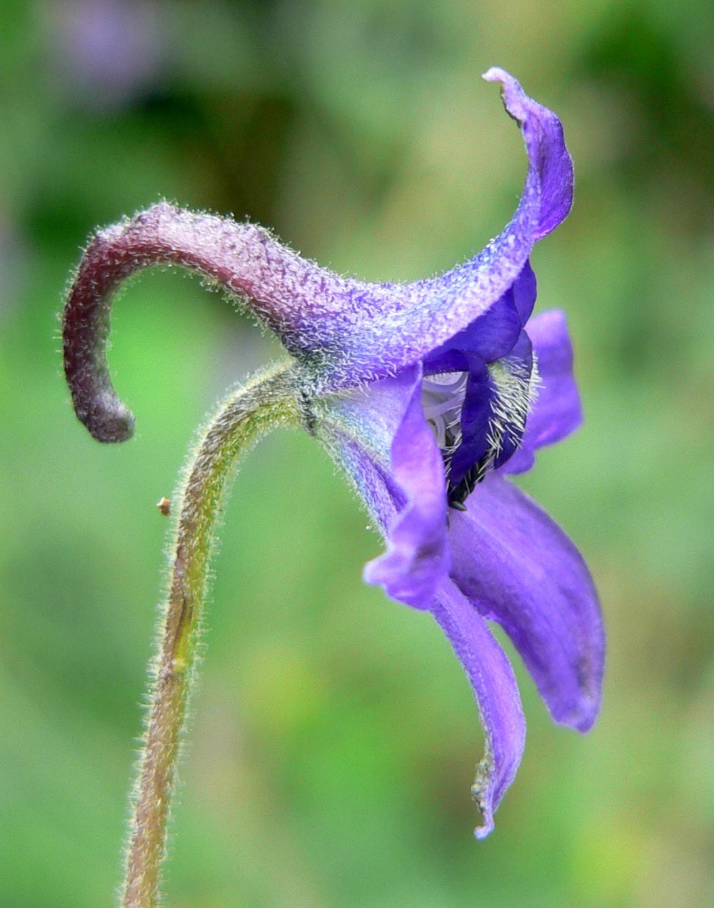 Fleur unique de delphinium violet à éperon recourbé, tige duveteuse.