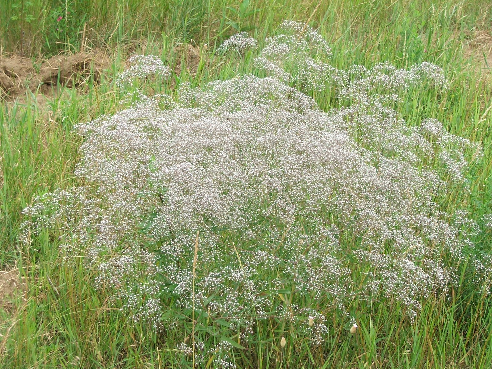 Massif de gypsophile blanc-rosé dans une prairie, herbes hautes autour.