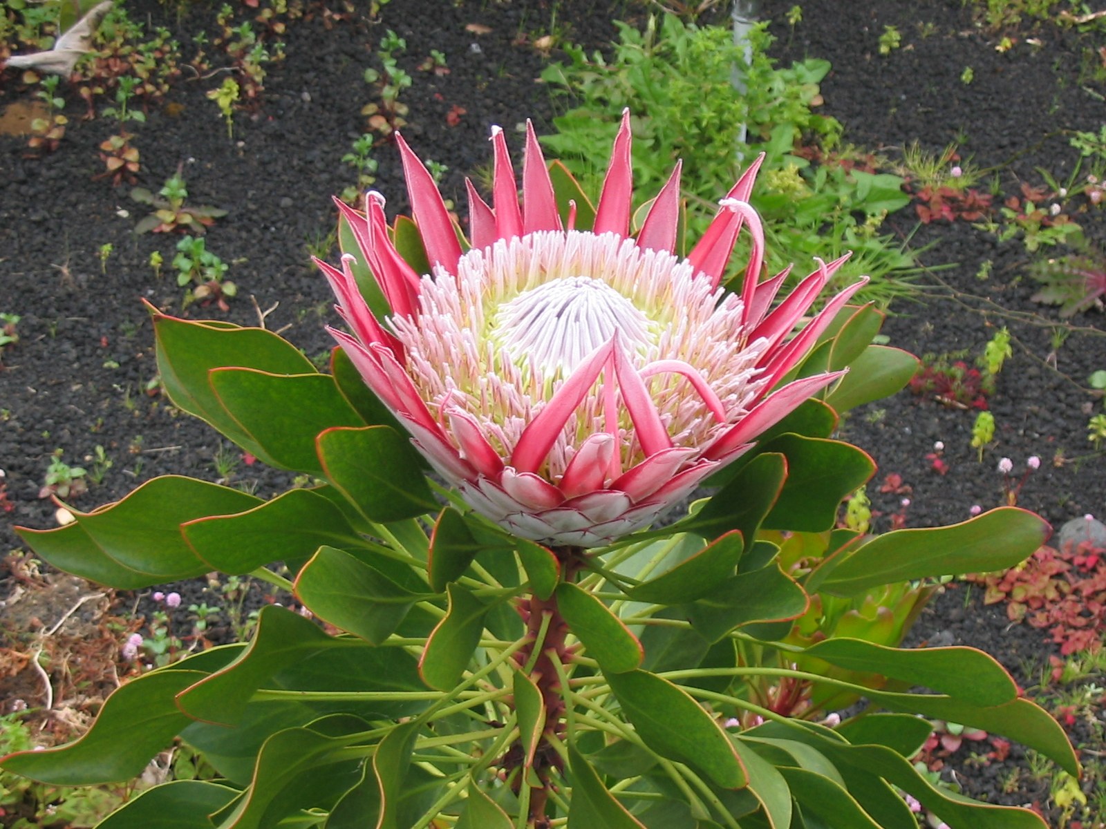 Protéa royale rose et blanc, feuilles épaisses, sol volcanique en fond.