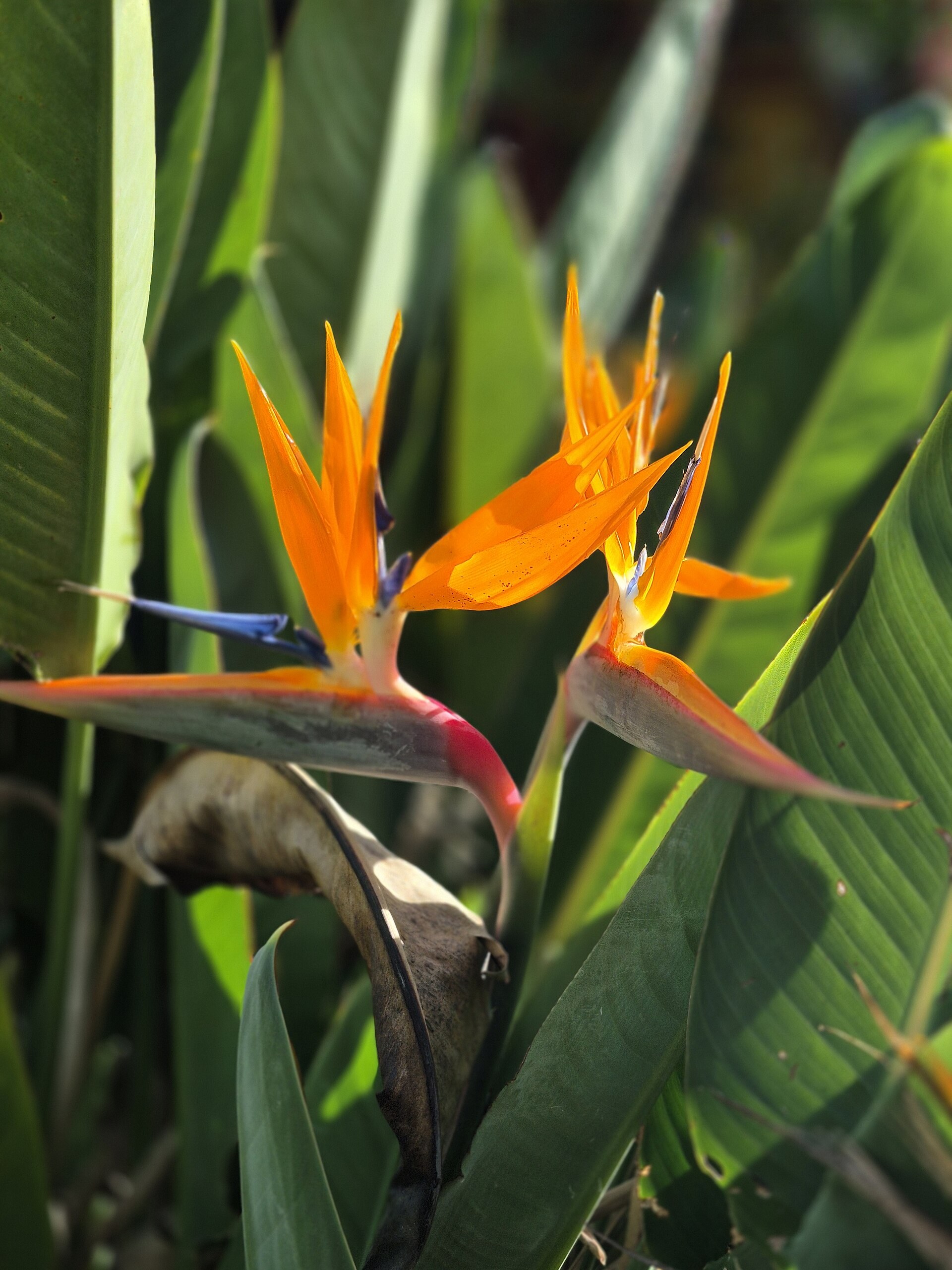 Deux fleurs d’oiseau de paradis orange et bleu parmi de larges feuilles.